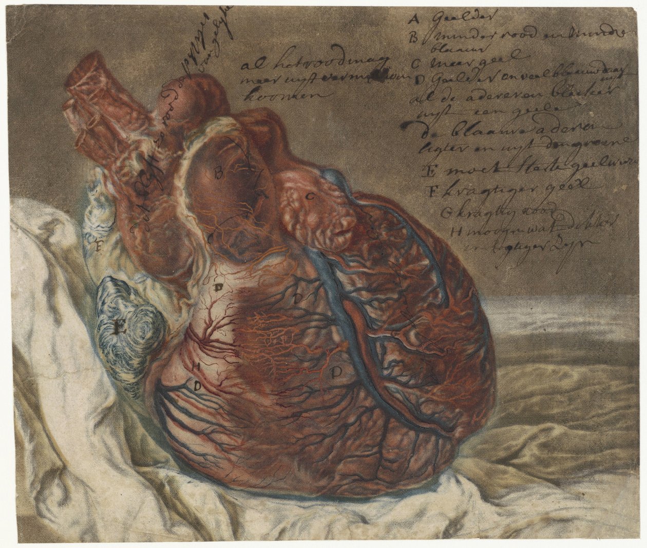 Aftryk af hjernen og hjertet Anatomisk undersøgelse af et menneskeligt hjerte af Jan l