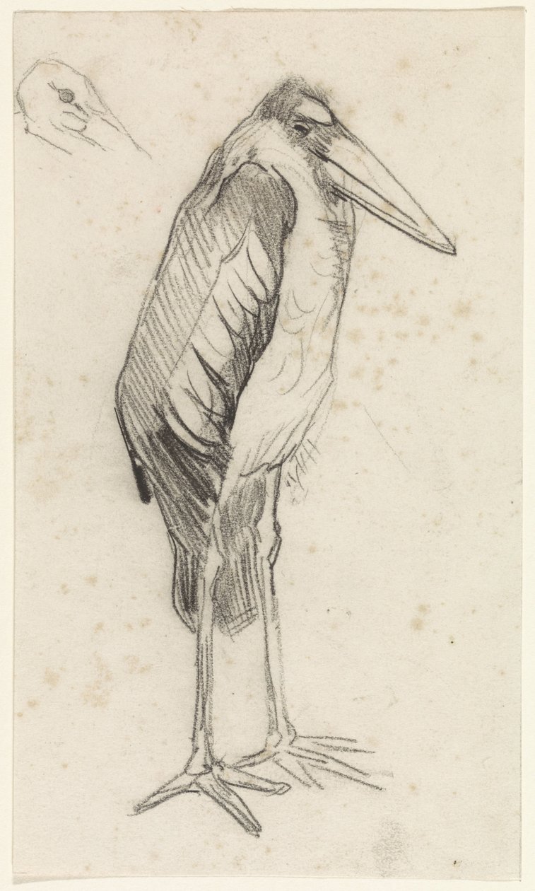 Marabou af Jan van Essen