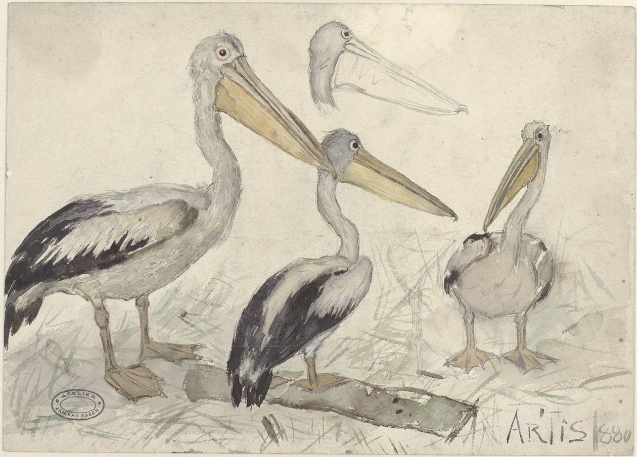 Pelikaner i Artis Zoo af Jan van Essen