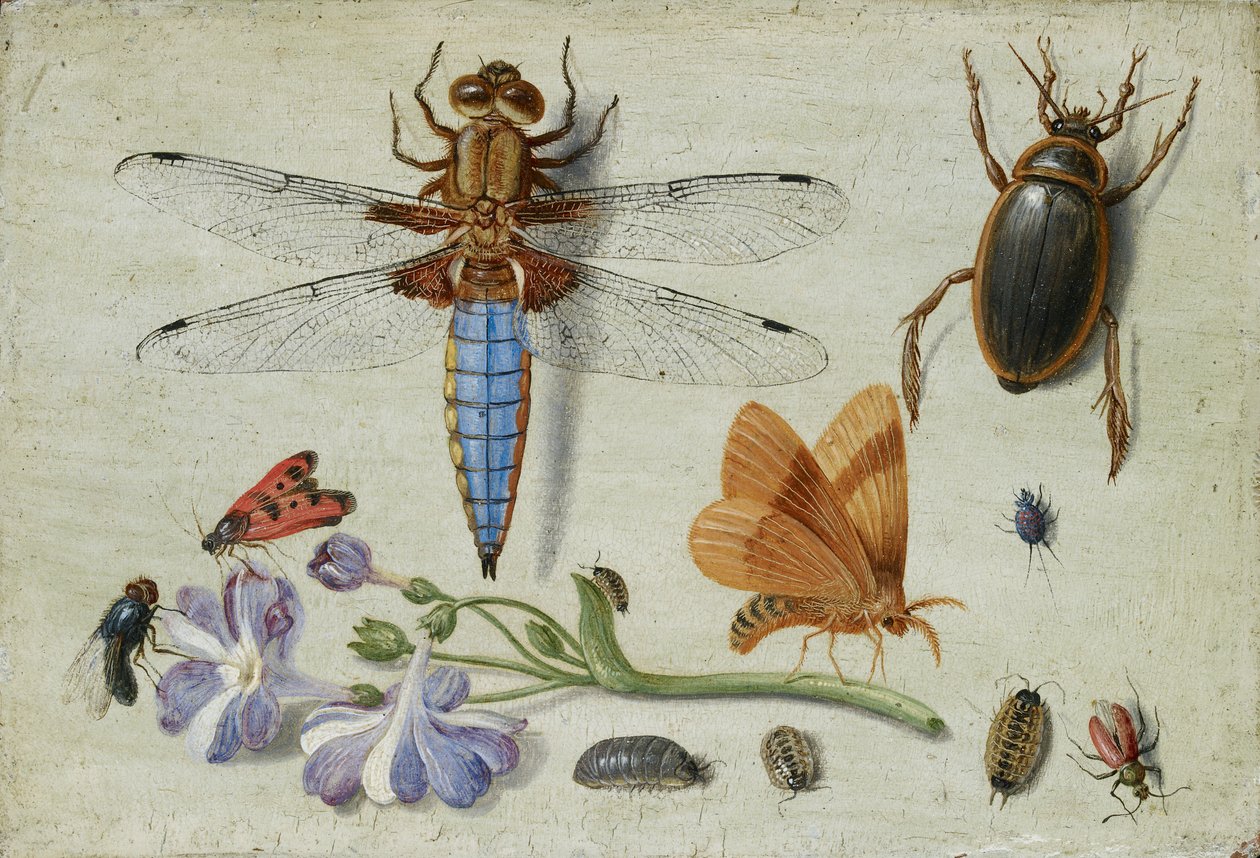 En cockchafer, bille, skovlus og andre insekter, med en kvist af Auricula, begyndelsen af 1650