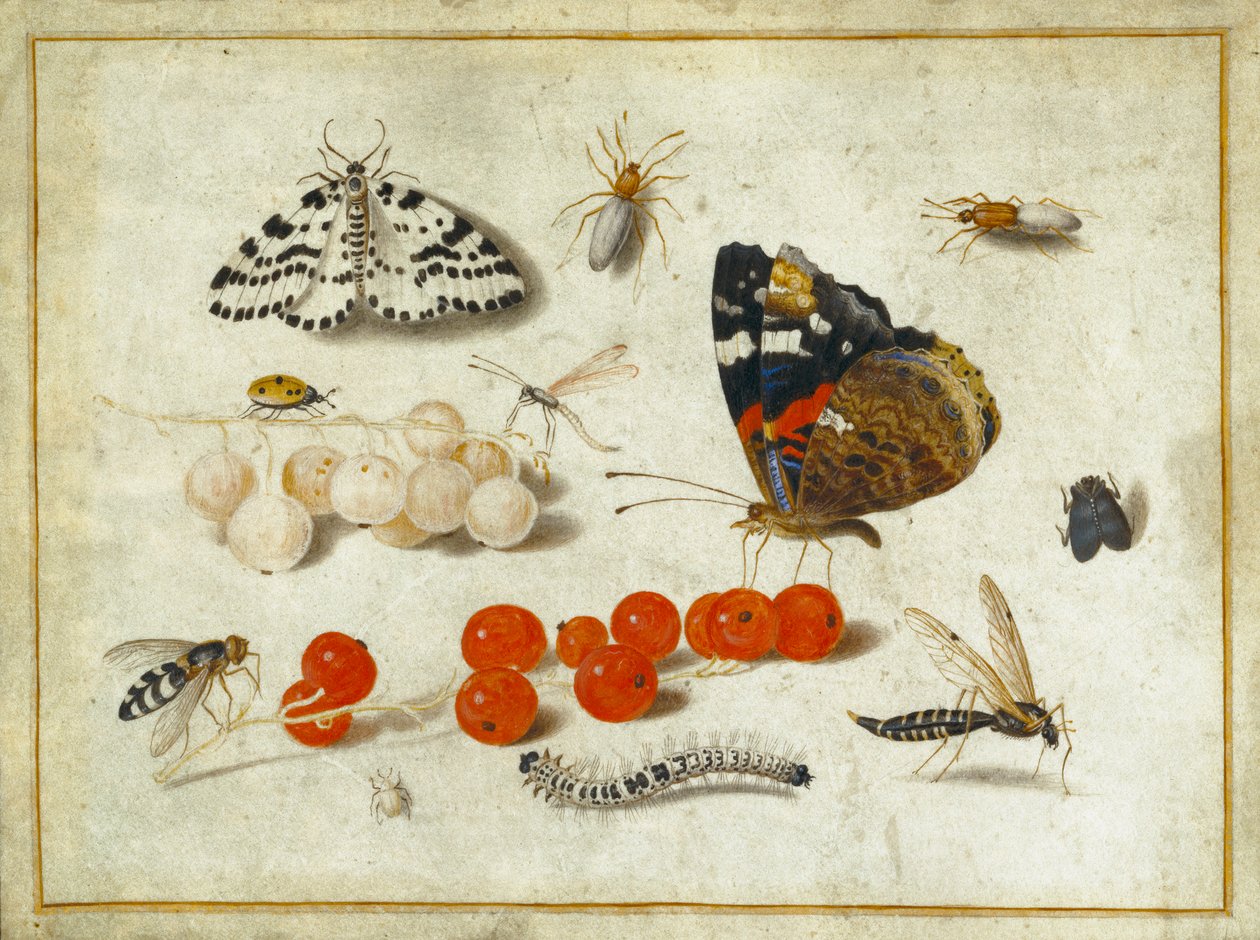 Sommerfugl, larve, møl, insekter og ribs, ca. 1650-65 (gouache og blæk på vellum) af Jan van Kessel the Elder