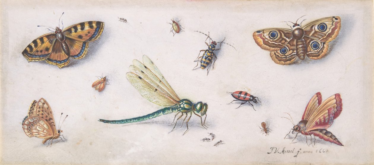 Insekter, sommerfugle og en guldsmede, 1600-tallet. af Jan van Kessel