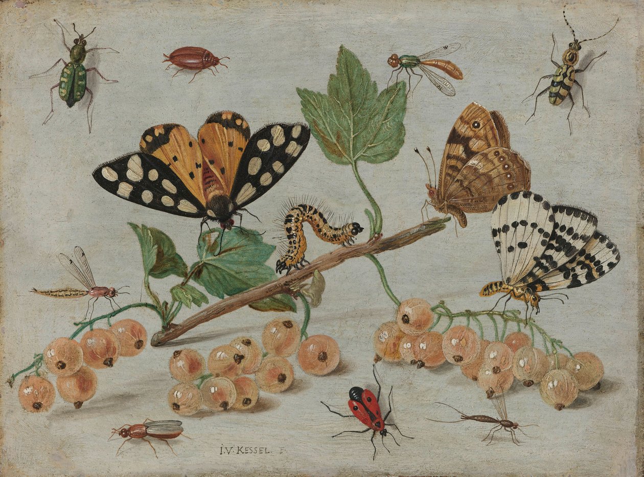 Insekter og frugt, ca. 1660-5 (olie på kobber) af Jan van Kessel the Elder