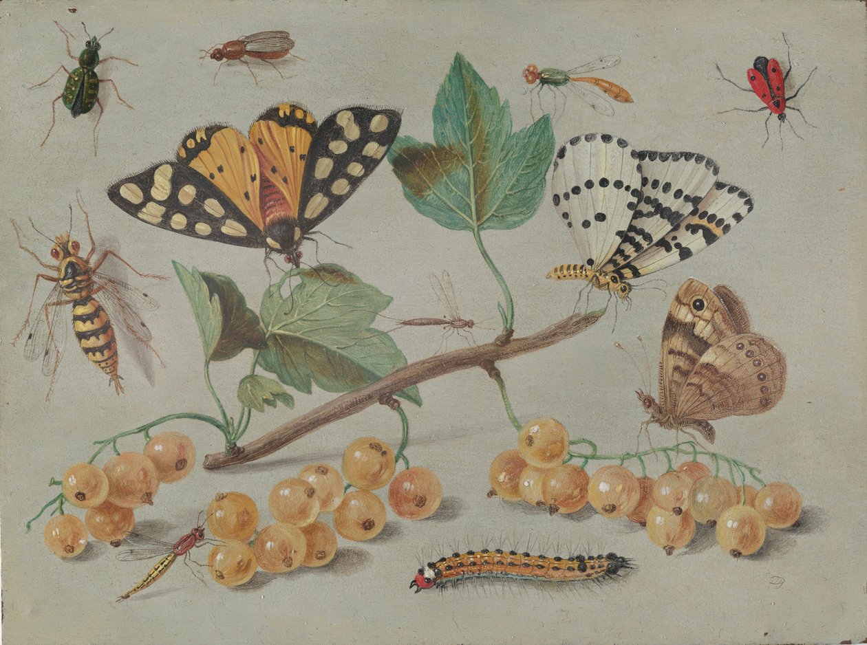 Studie af sommerfugle og insekter, ca. 1655. af Jan van Kessel