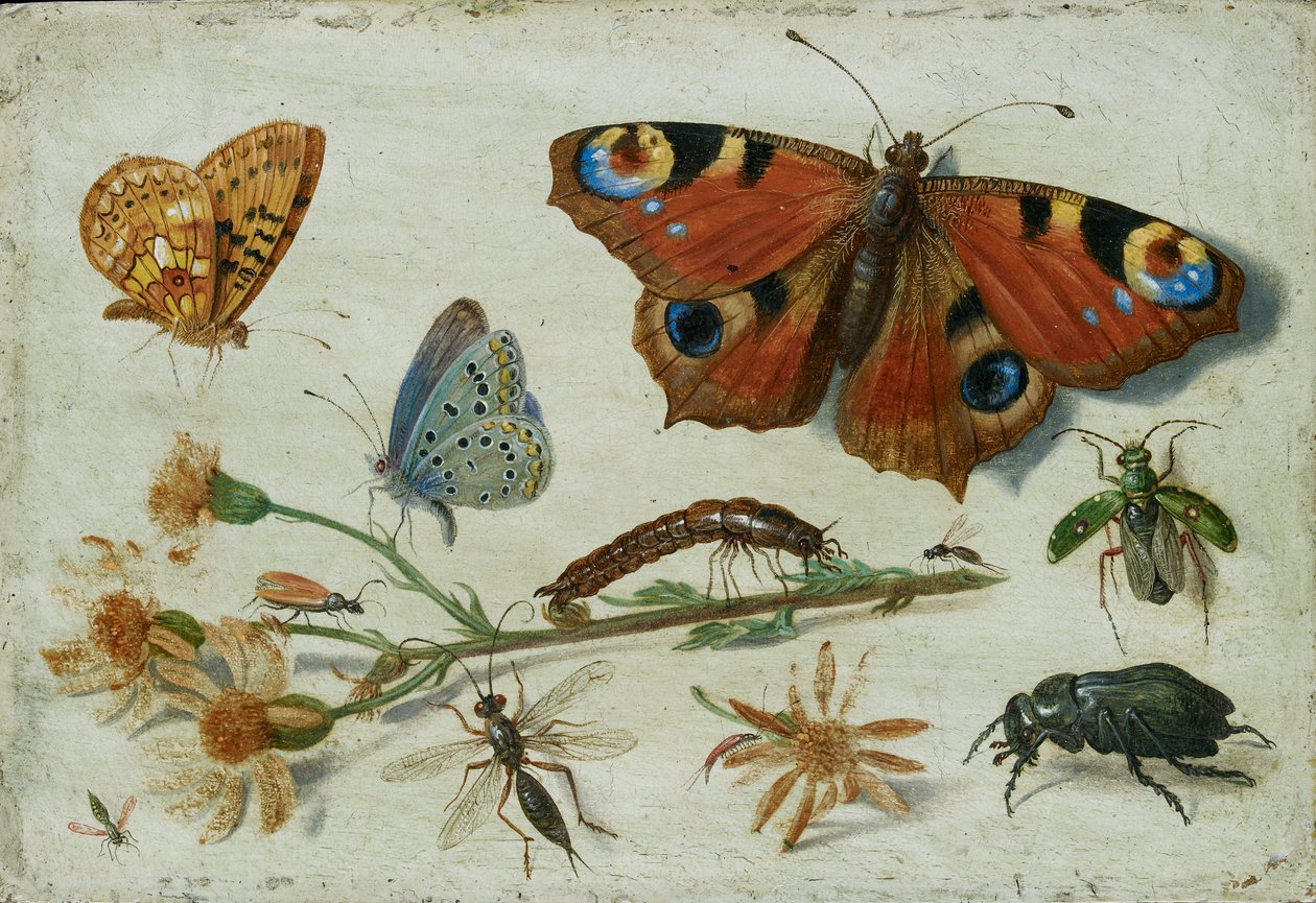 Tre sommerfugle, en bille og andre insekter, med en udskæring af bygeurt, begyndelsen af 1650