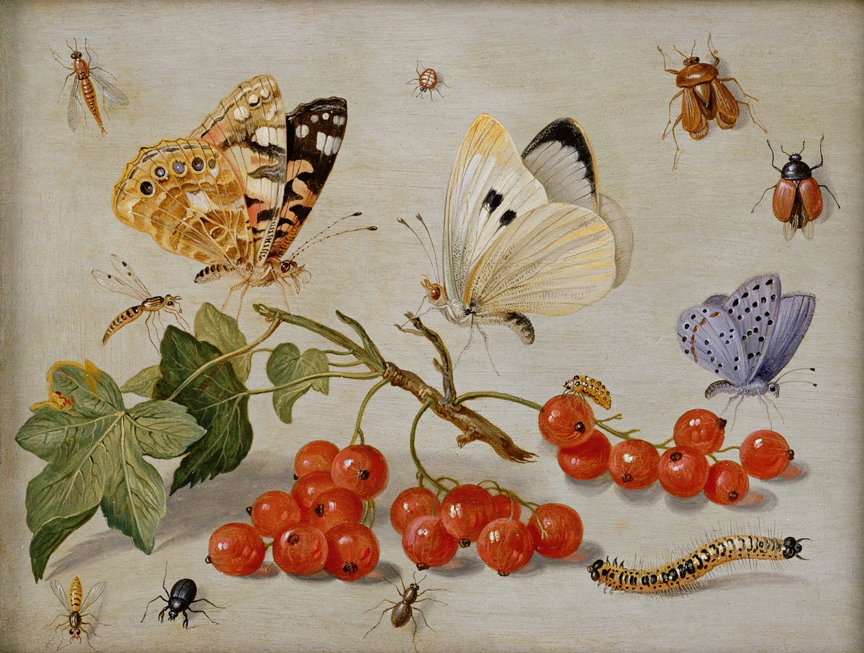 Et stilleben med kvist af røde ribs, sommerfugle, biller, larve og insekter (olie på kobber) af Jan van Kessel the Elder