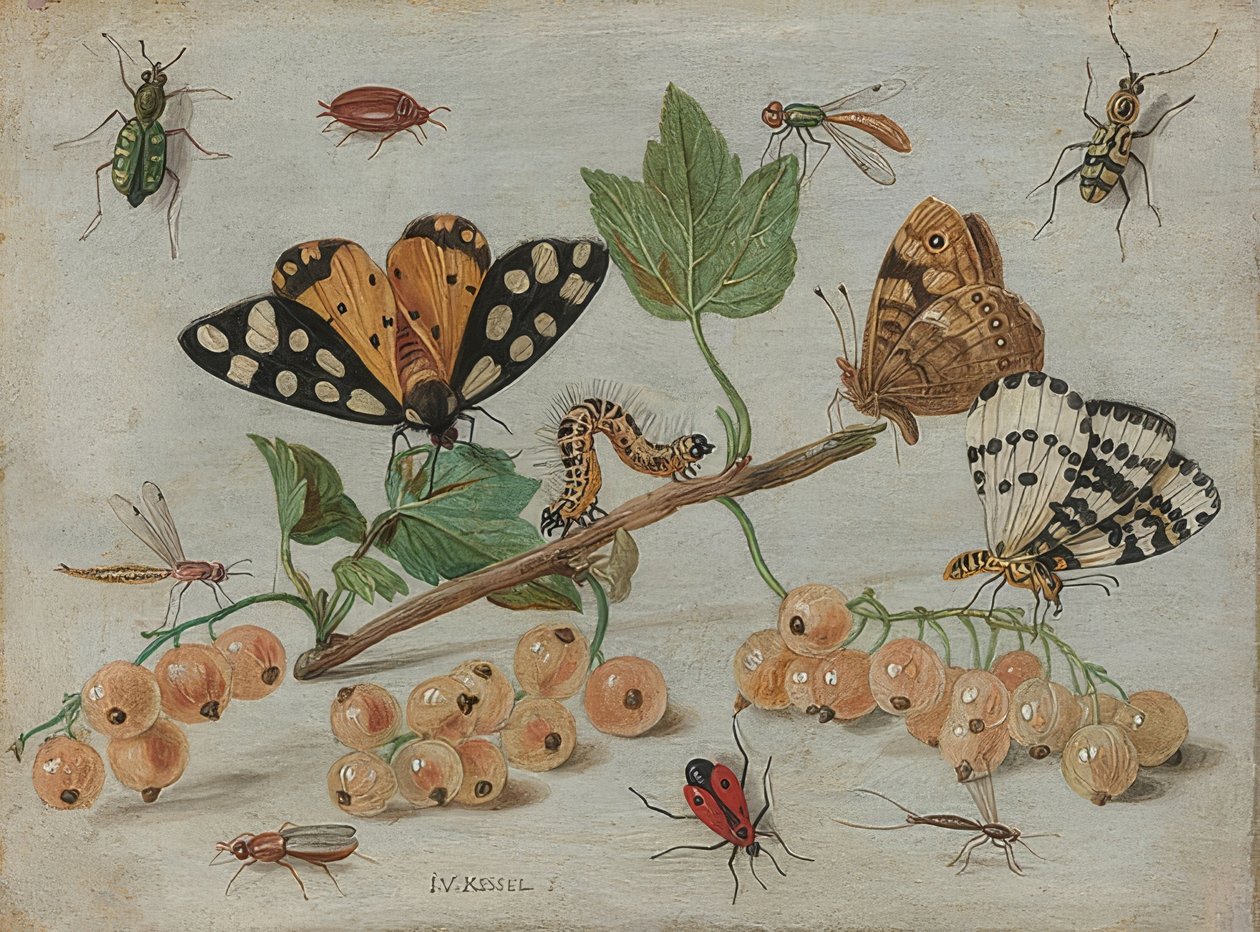 Insekter og frugter. Omkring 1660-65 af Jan van Kessel the Elder