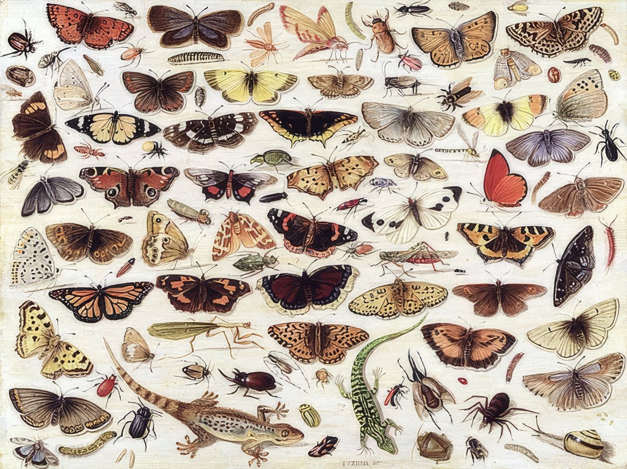 Undersøgelse af sommerfugle og andre insekter. 1657 af Jan van Kessel the Elder