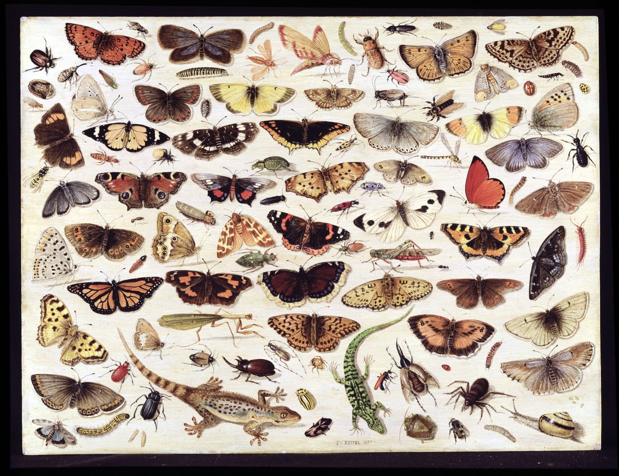 Undersøgelse af sommerfugle og andre insekter af Jan van Kessel the Elder