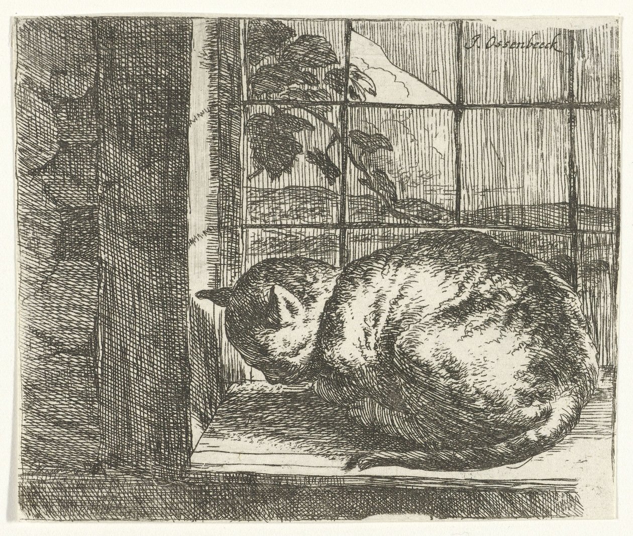 Kat i vinduesrammen af Jan van Ossenbeeck
