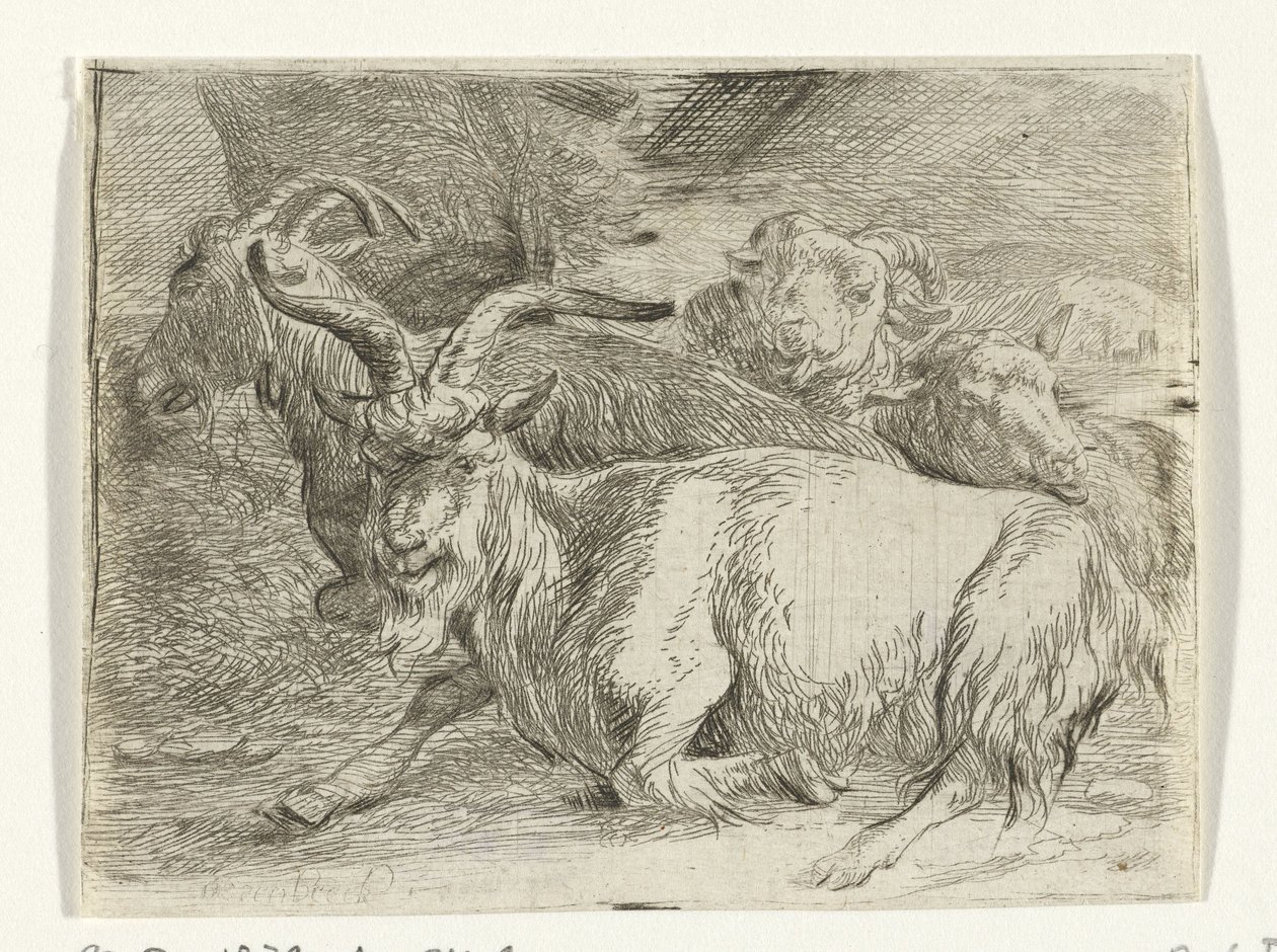 To geder og to får af Jan van Ossenbeeck