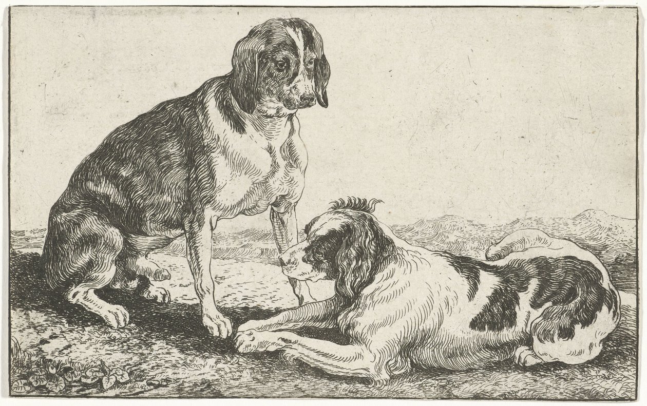 To hvilende hunde Dyr (serietitel) Zoographiam (serietitel) af Jan van den Hecke