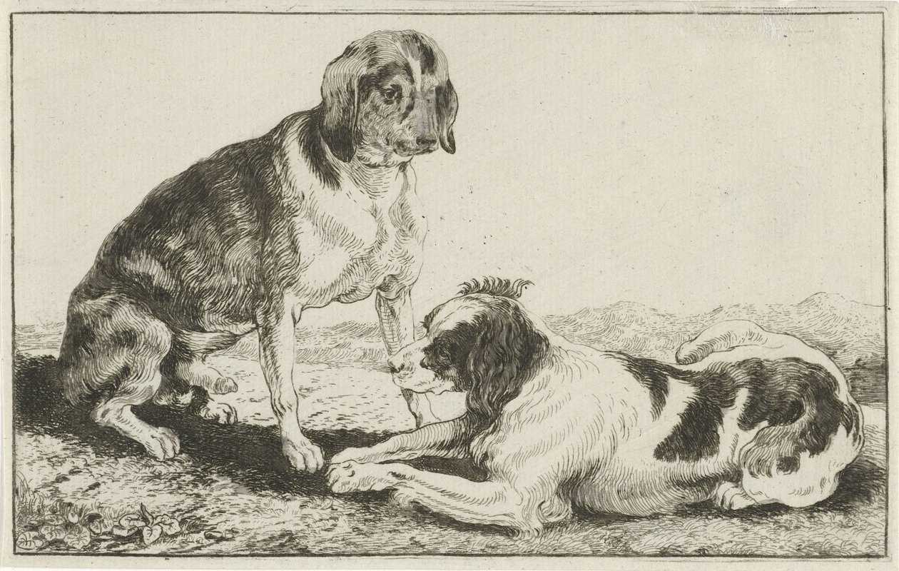 To hvilende hunde Dyr (serietitel) Zoographiam (serietitel) af Jan van den Hecke