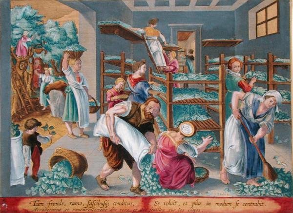 Kvinder, der fylder hylder med morbærblade til silkeormene, planche 5 fra "Vermis Sericus" (Silkeormen), graveret af Philip Galle (1537-1612) (stik) af Jan van der Straet