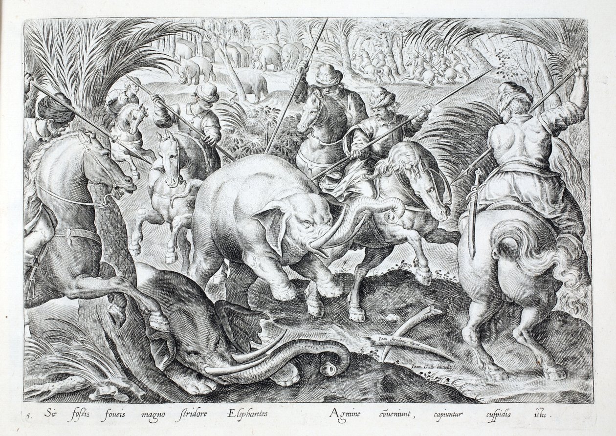 Elefanter larmer, når de bliver ramt af jægers spyd, illustration fra 