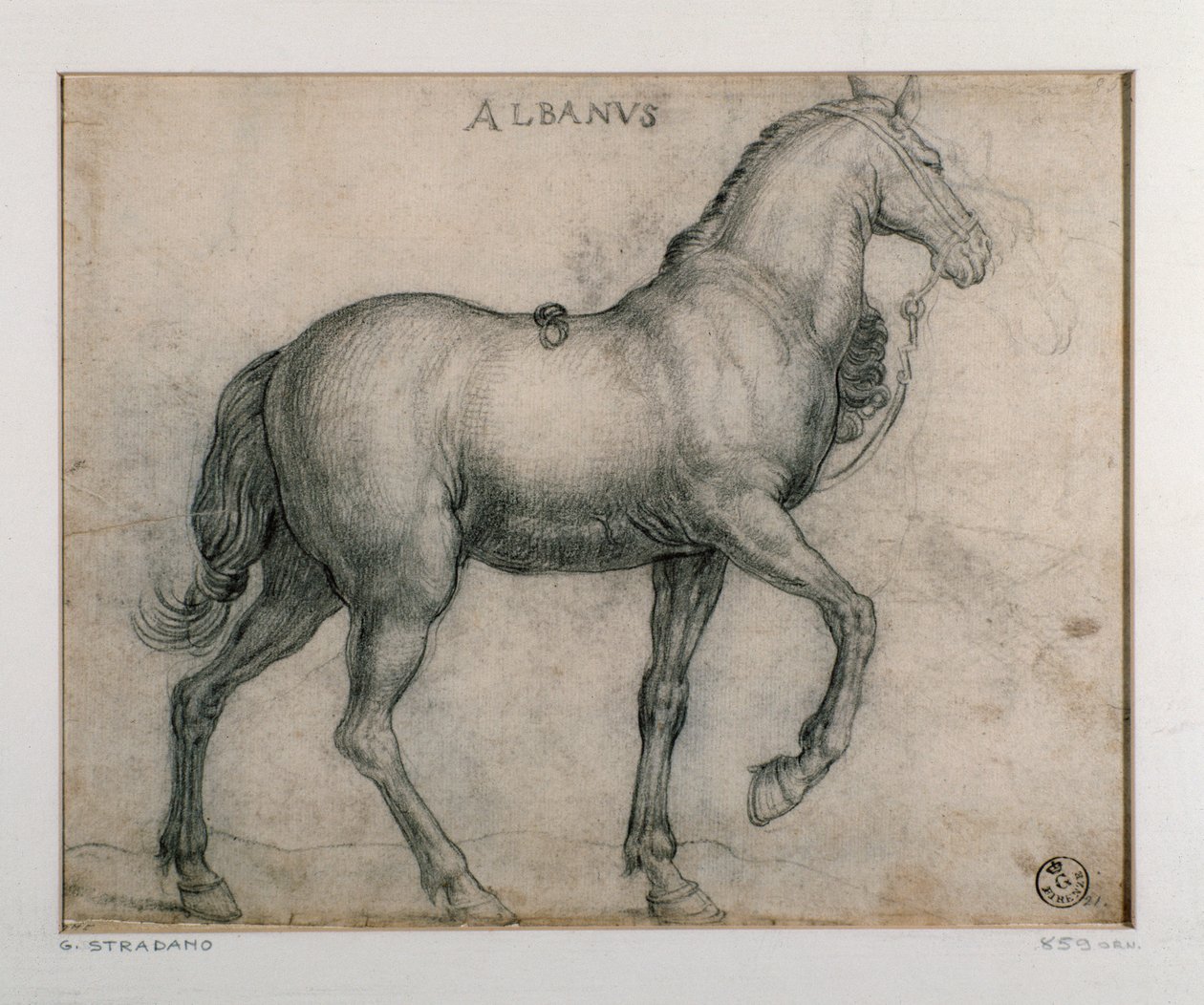 Study for a horse Tegning af Giovanni Stradano (Jan van der Straet) (1523-1605) Firenze, Institut for Tryk og Tegninger, Uffizi (Kontorer) af Jan van der Straet
