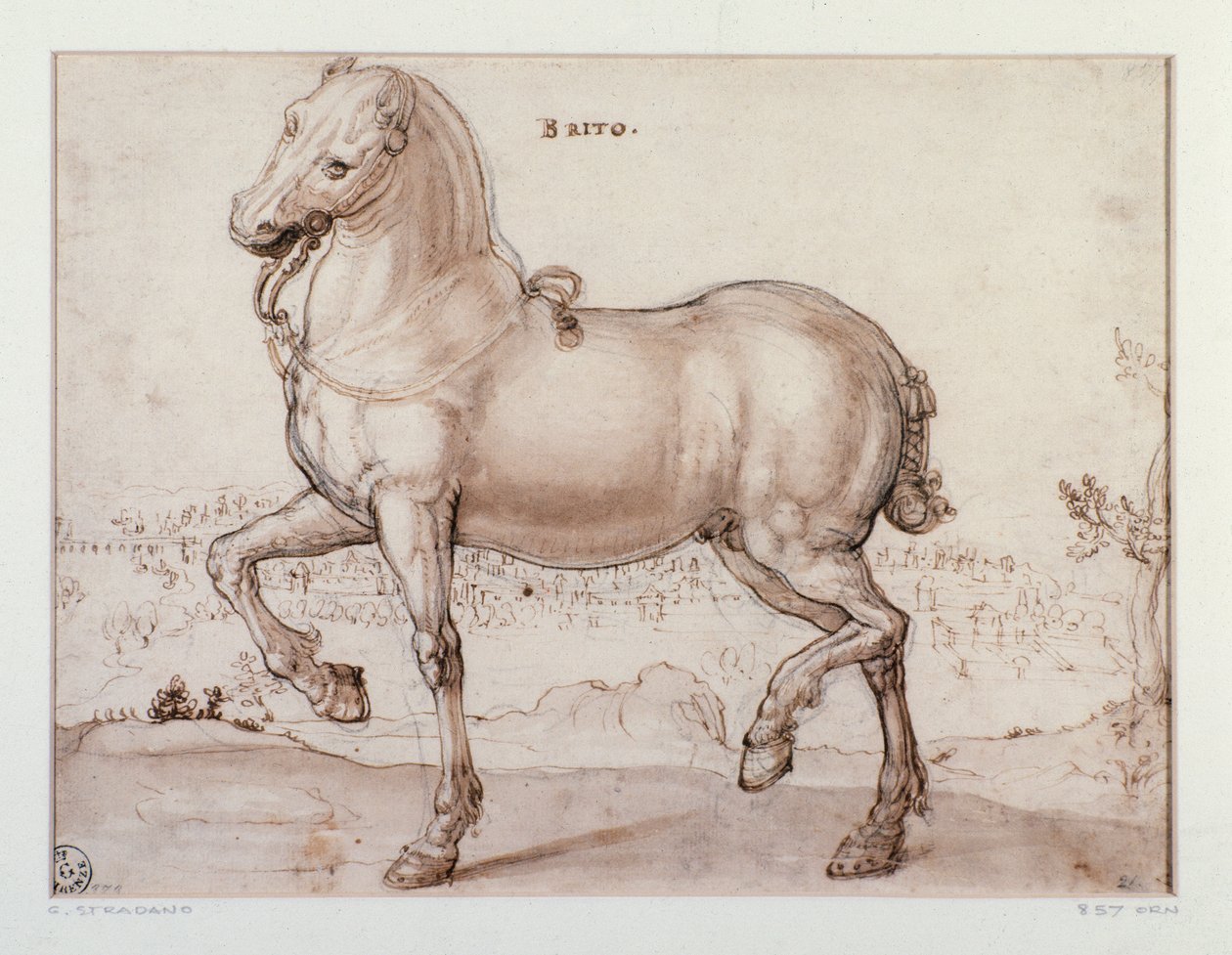 Study for a horse Tegning af Giovanni Stradano (Jan van der Straet) (1523-1605) Firenze, Institut for Tryk og Tegninger, Uffizi (Kontorer) af Jan van der Straet