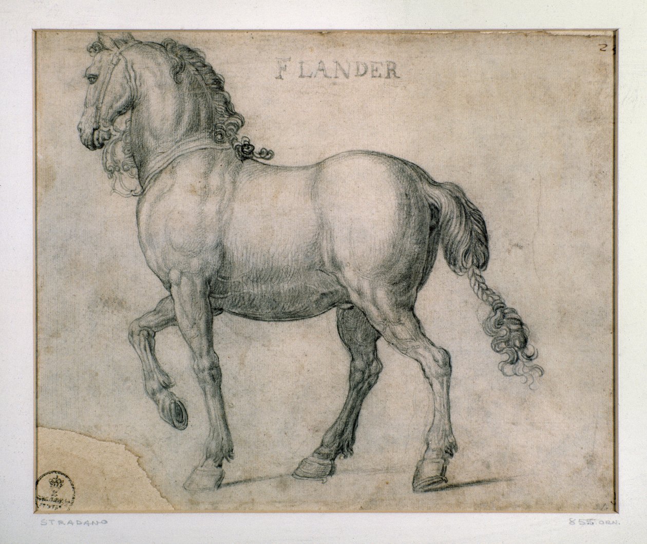 Undersøgelse for en hest fra Flandern Tegning af Giovanni Stradano (Jan van der Straet) (1523-1605) Firenze, afdelingen for tryk og tegninger, Uffizi (kontorer) af Jan van der Straet