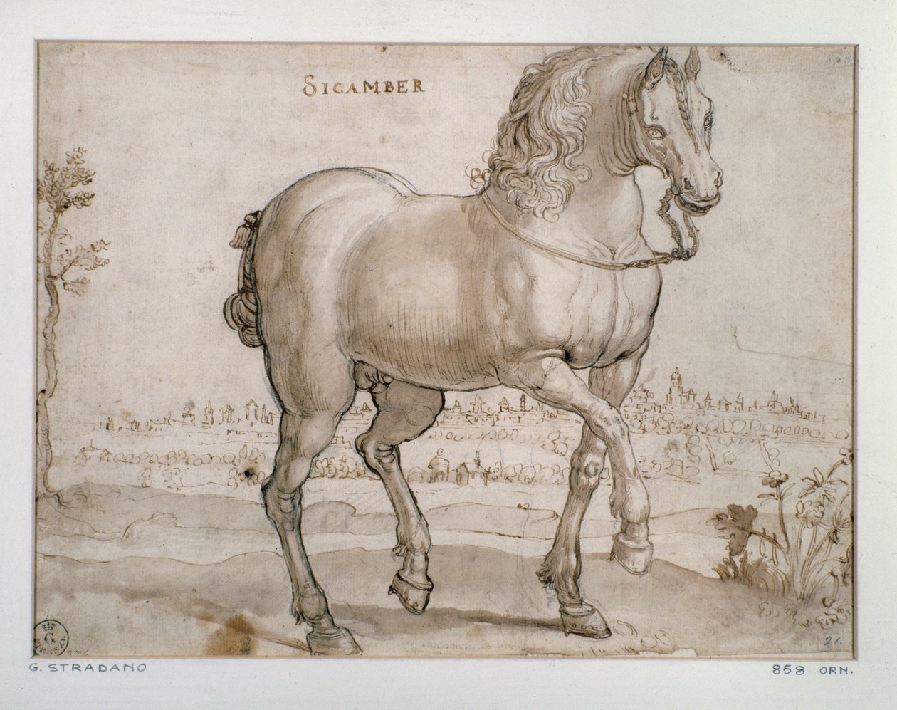 Undersøgelse for en scamber hest Tegning af Giovanni Stradano (Jan van der Straet) (1523-1605) Firenze, Institut for Tryk og Tegninger, Uffizi (Kontorer) af Jan van der Straet