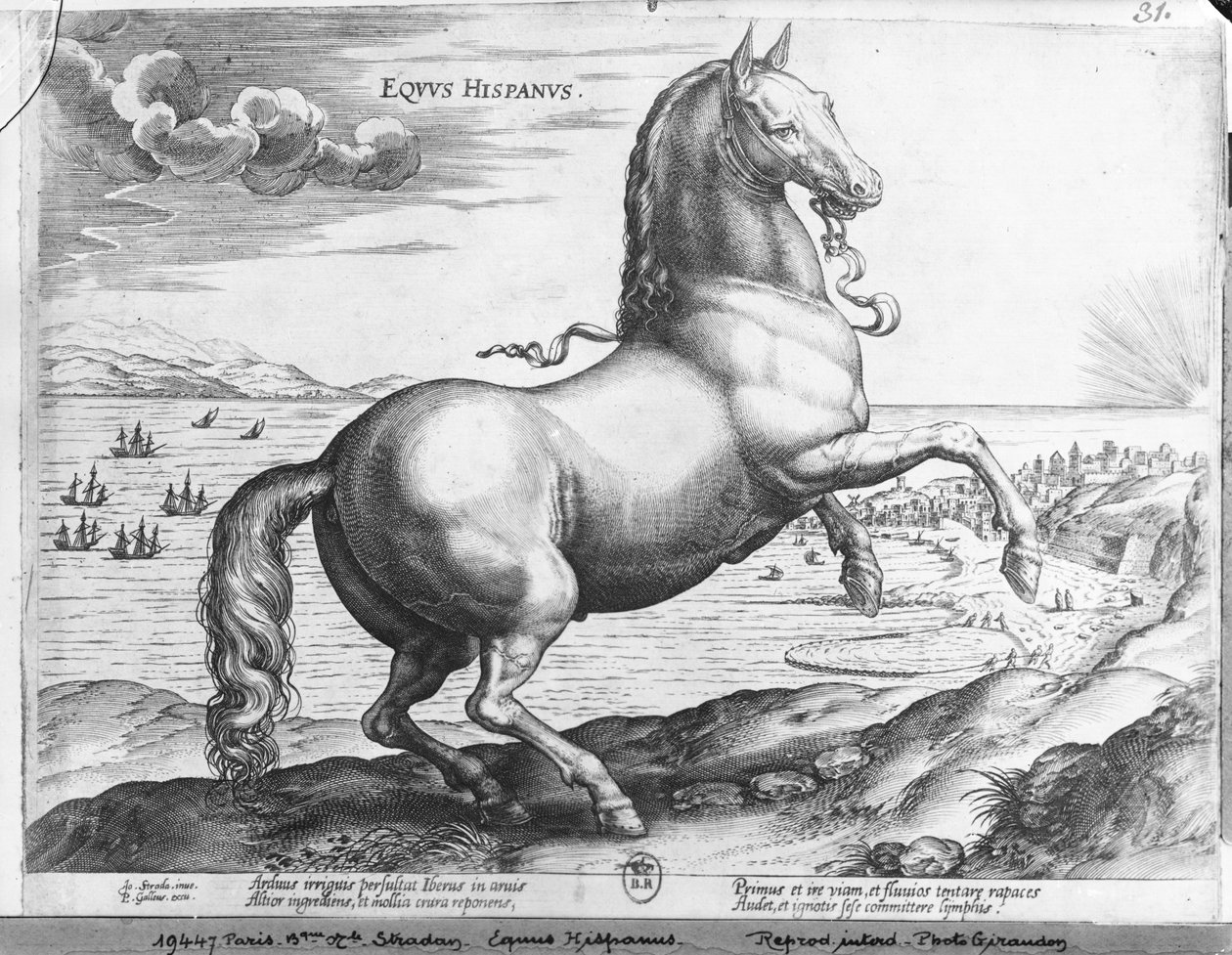 Spansk hest af Jan van der Straet
