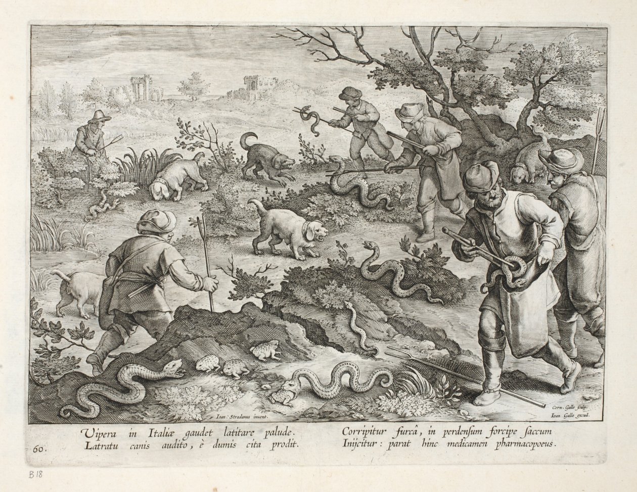Italienske hugorme spiser tudser, tallerken 60, illustration fra 
