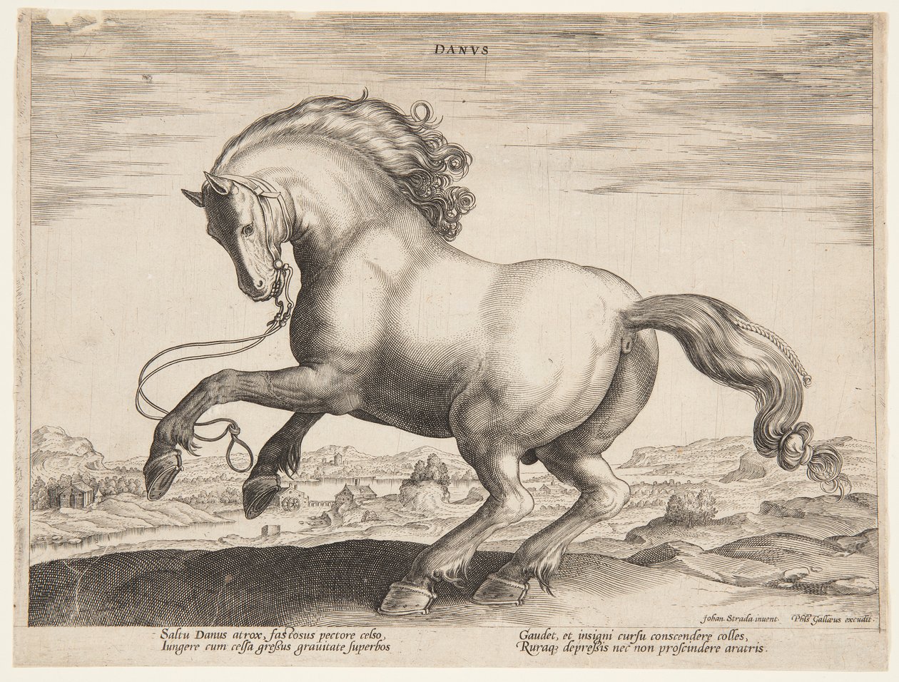 En dansk hest, fra fjerde sæt af "Equile Joannis Austriaci" af Jan van der Straet, called Stradanus