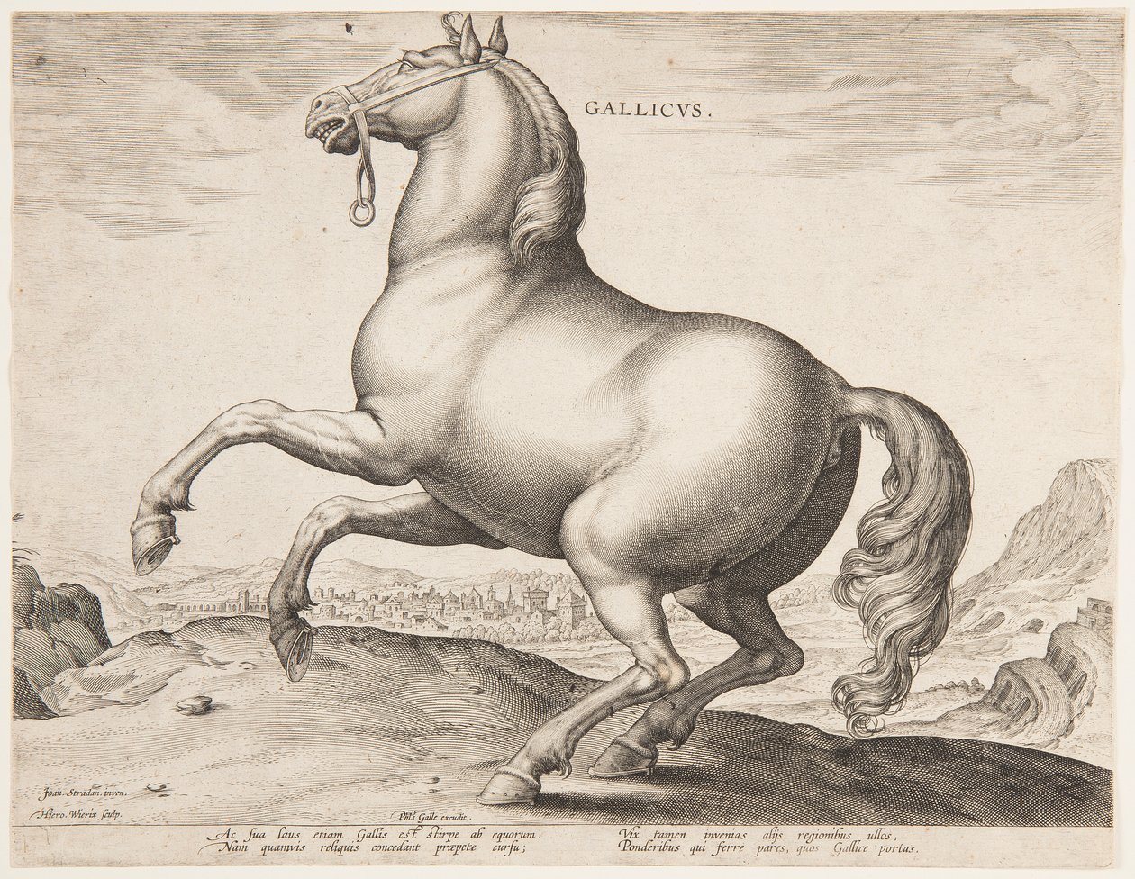 En fransk hest, fra det første sæt af "Equile Joannis Austriaci" af Jan van der Straet, called Stradanus