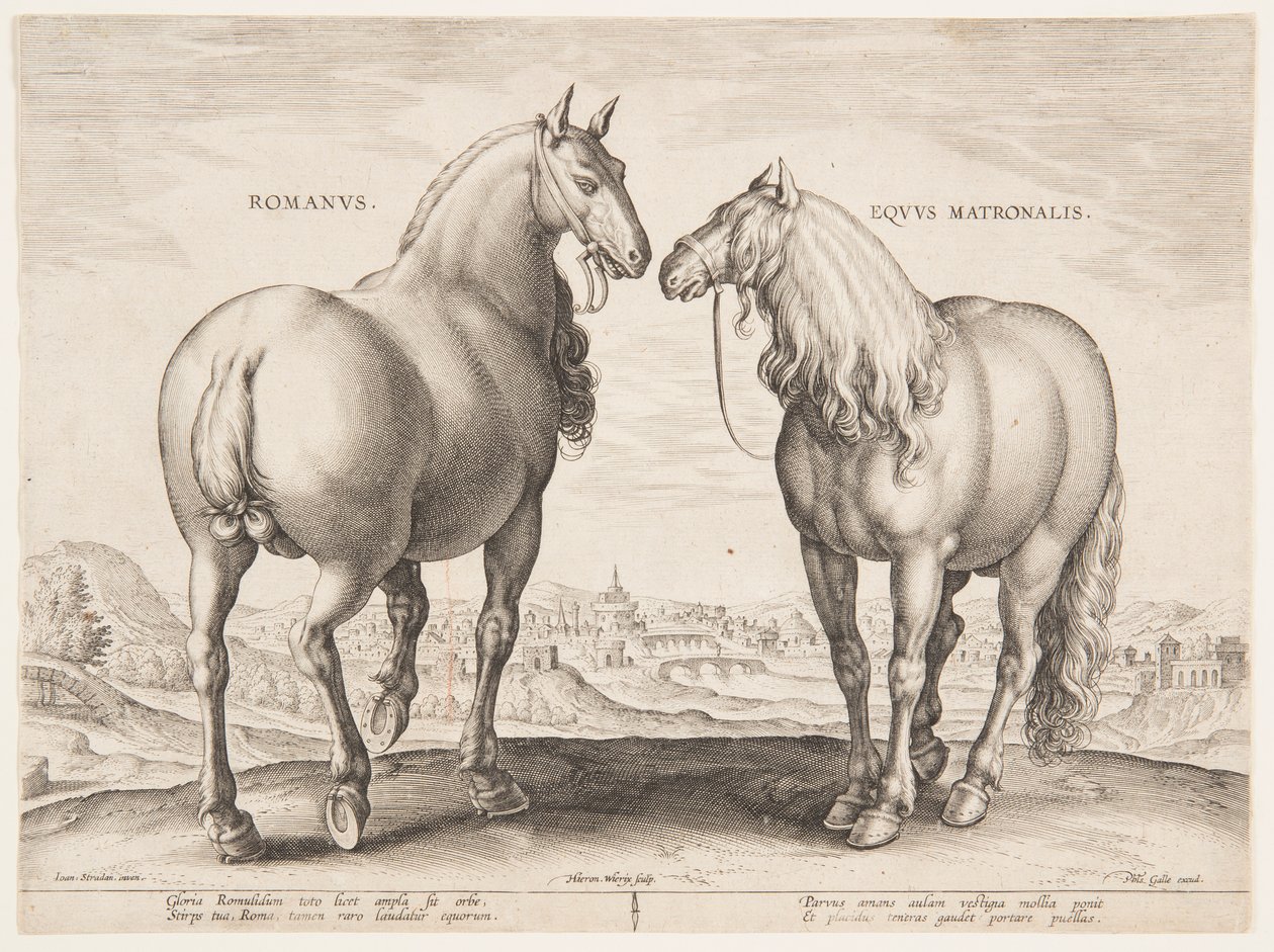 En romersk hest, fra det første sæt af "Equile Joannis Austriaci" af Jan van der Straet, called Stradanus