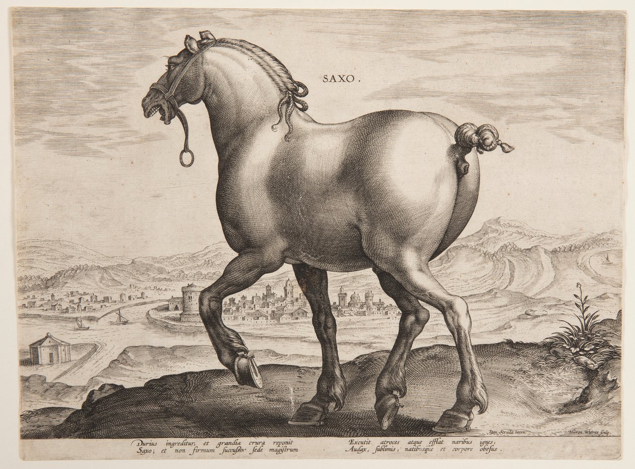 En saksisk hest, fra det første sæt af "Equile Joannis Austriaci" af Jan van der Straet, called Stradanus