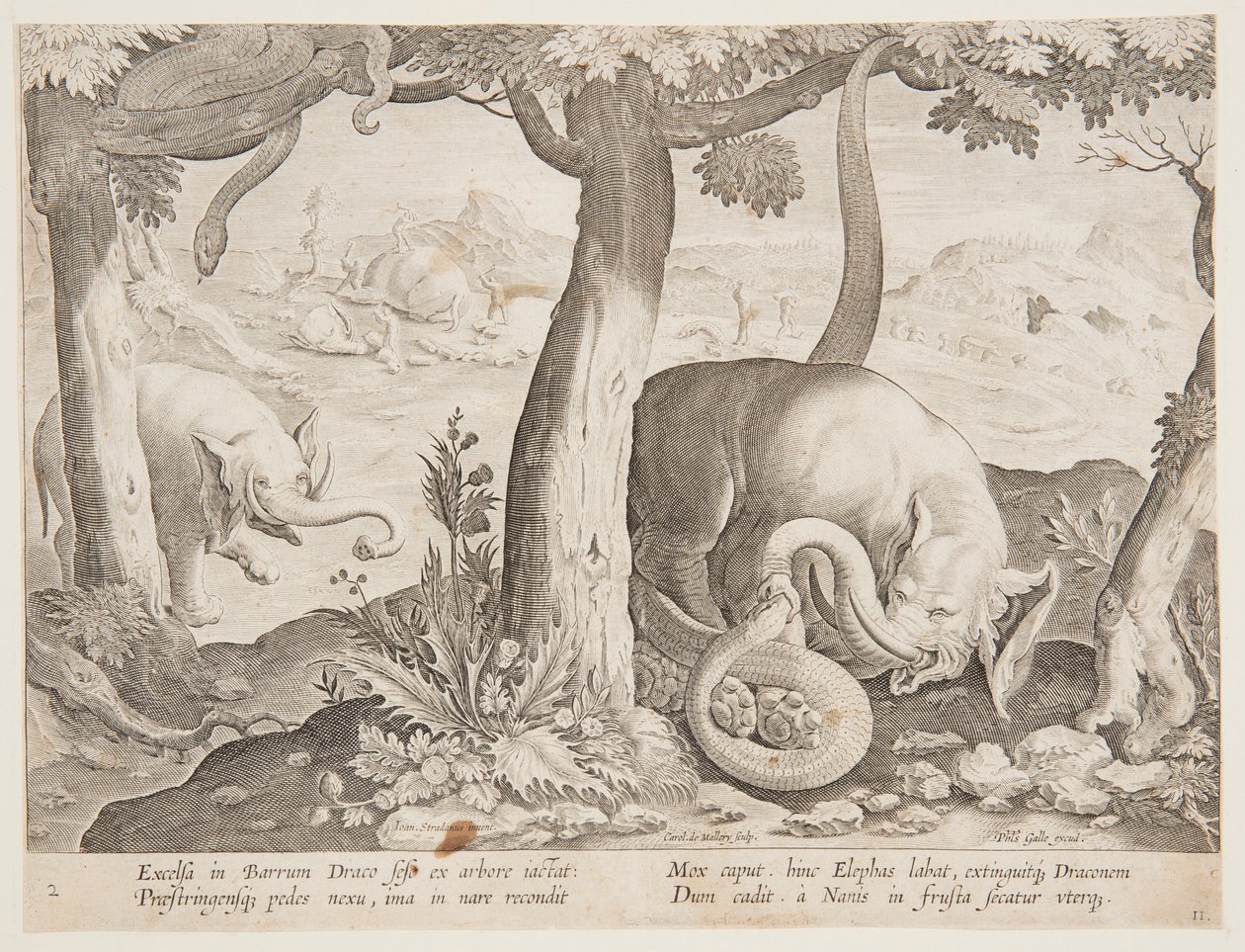 Fight between Elephants and Snakes, tallerken 2 fra Hunting of Wild Animals, Birds and Fish-serien af Jan van der Straet, called Stradanus