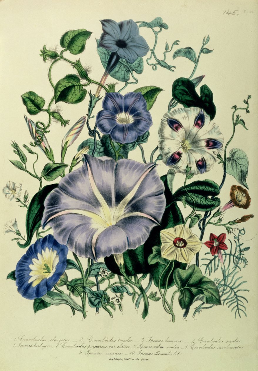 Bindweed, plade 26 fra 