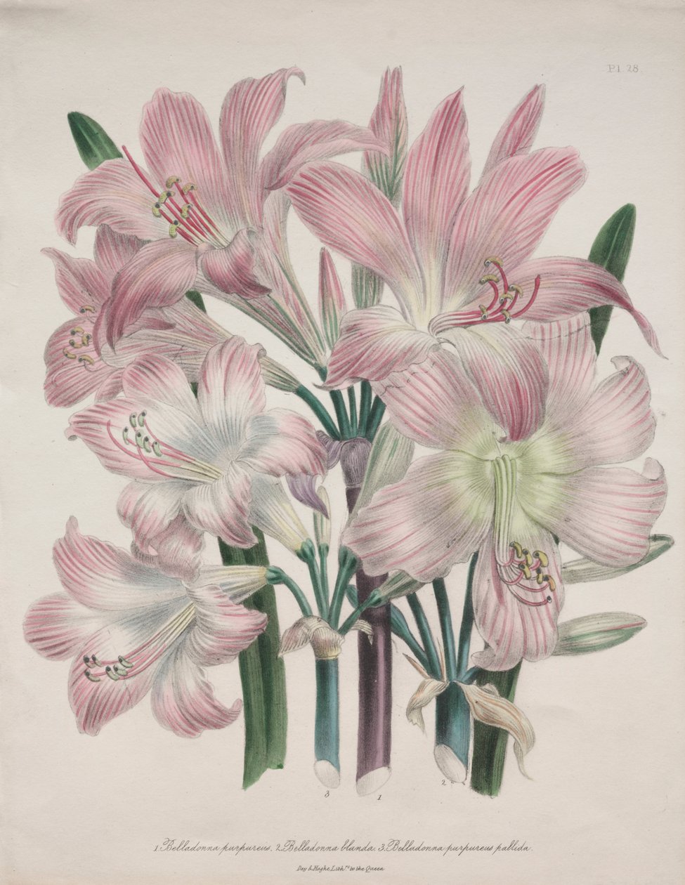 Belladonna Lily: Amaryllis belladonna af Jane Loudon