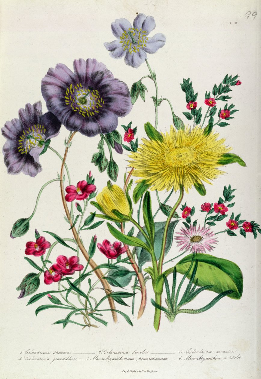 Calandrinia, plade 18 fra 