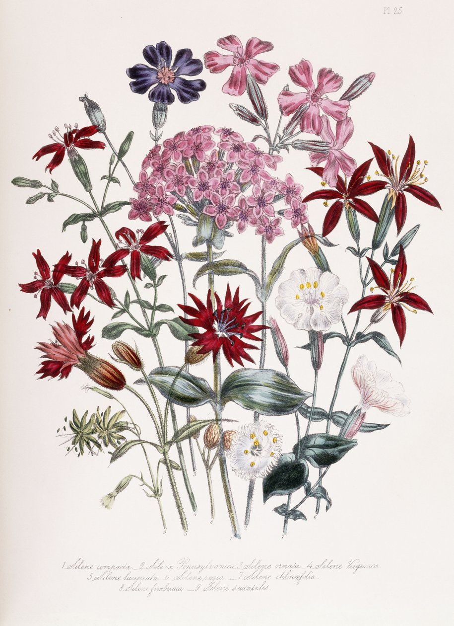 Catchfly af Jane Loudon