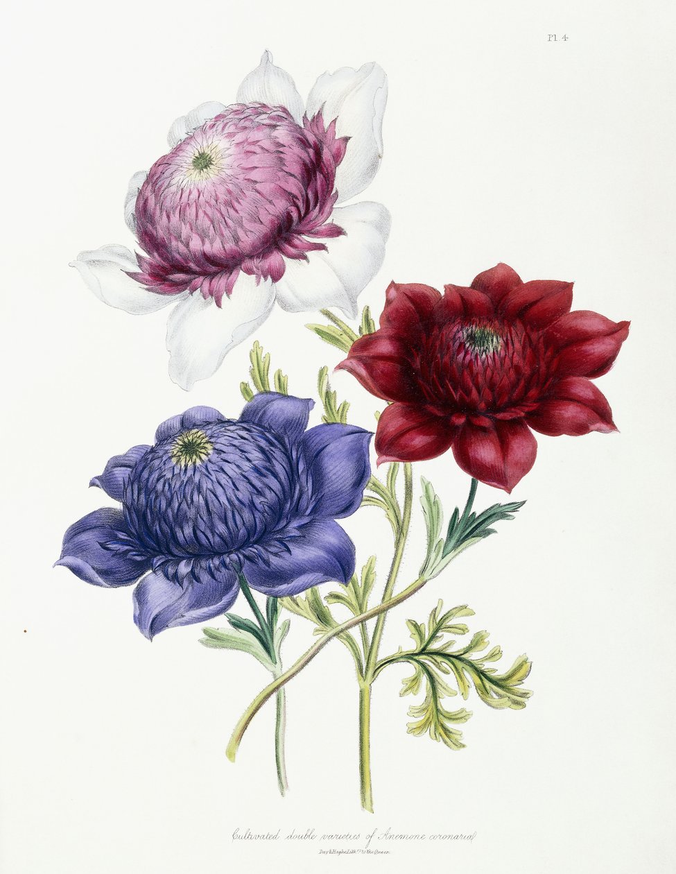 Dyrkede dobbelte sorter af Anemone coronarial, 1843-49 af Jane Loudon