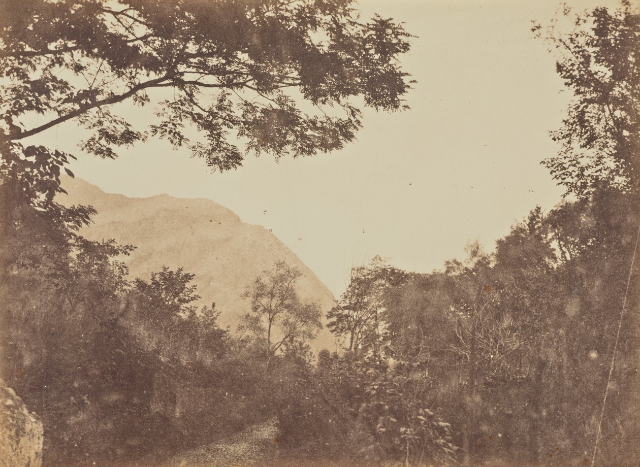 Akacie, Como af Jane Martha St. John