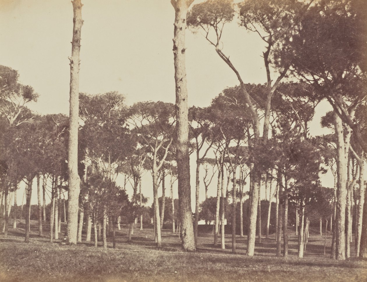 Pinjelund, Villa Pamfili Doria, Rom af Jane Martha St. John