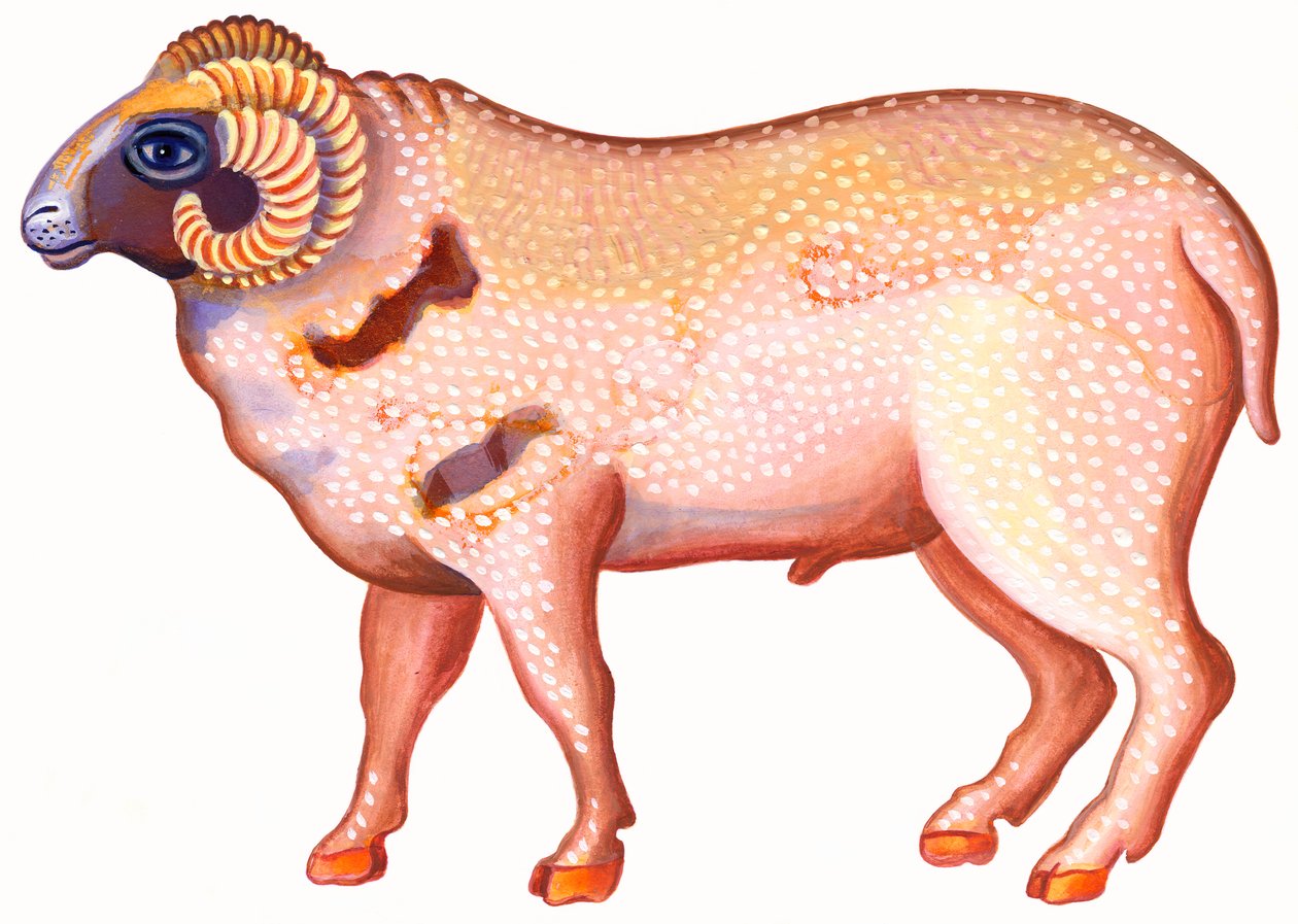 Vædderen Vædderen, 1996, (blæk og gouache) af Jane Tattersfield