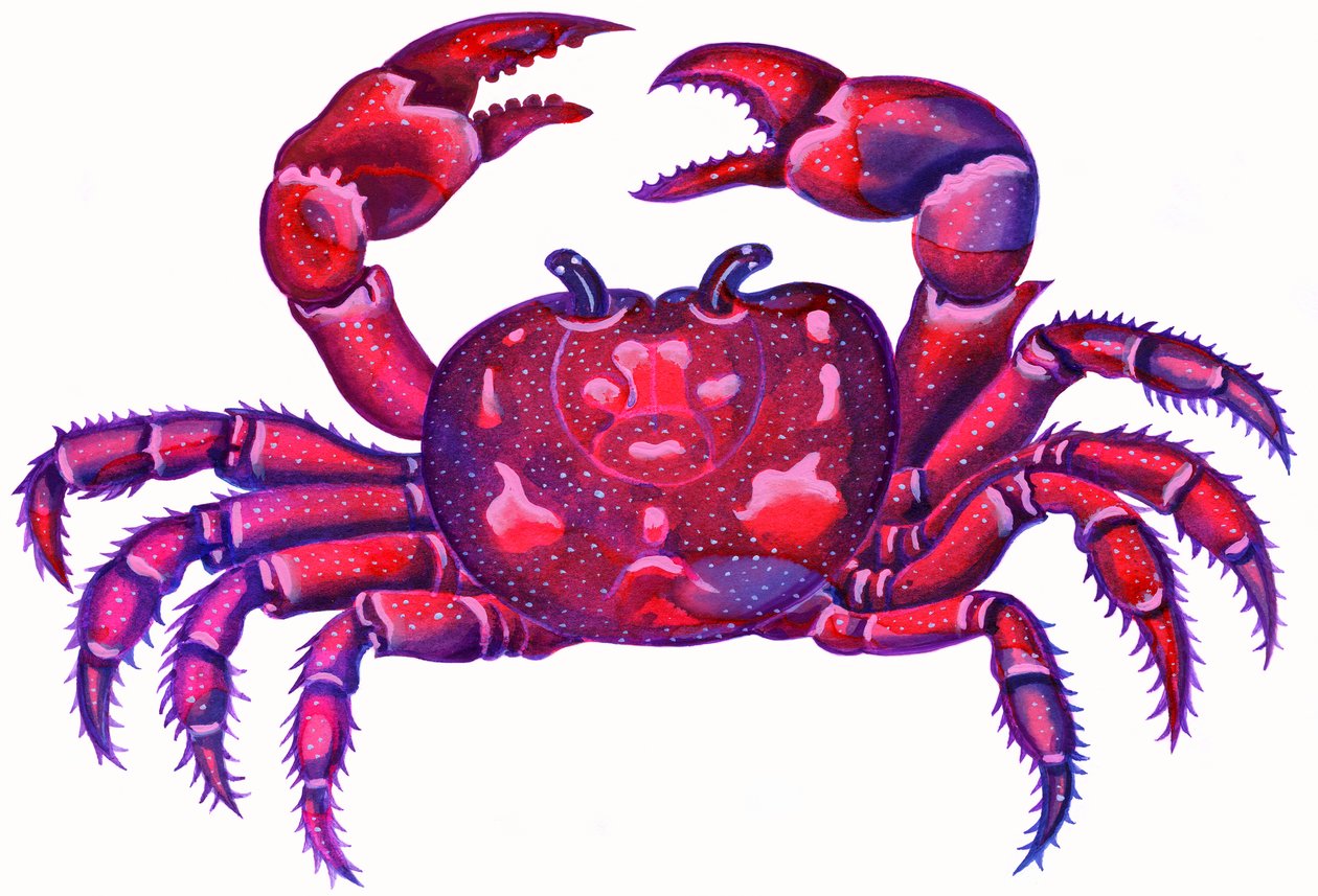 Cancer the Crab, 1996, (blæk og gouache) af Jane Tattersfield