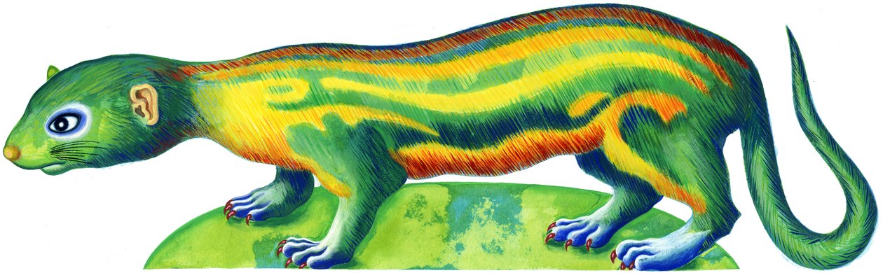 Ferret, 1996, (blæk og gouache) af Jane Tattersfield
