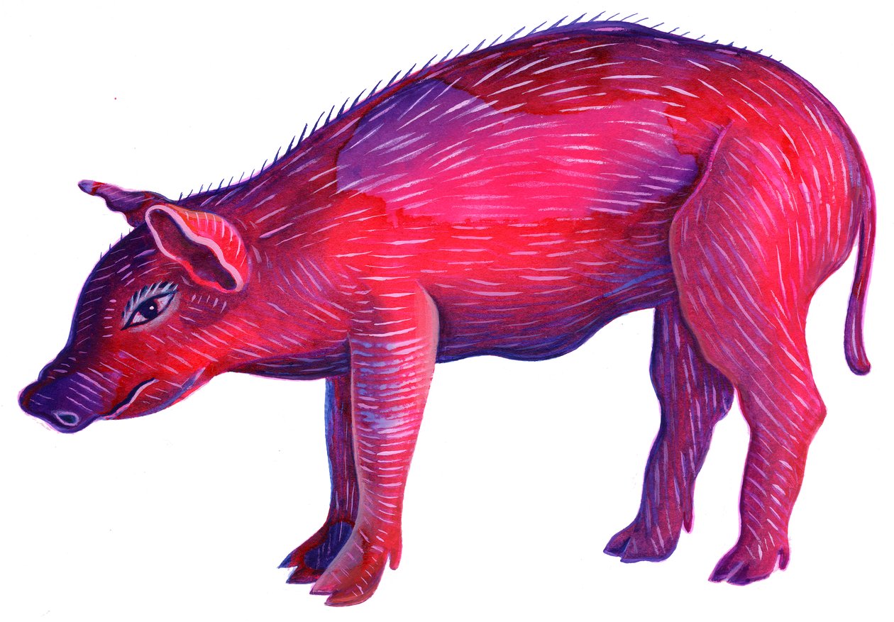Pig, 1996, (blæk og gouache) af Jane Tattersfield
