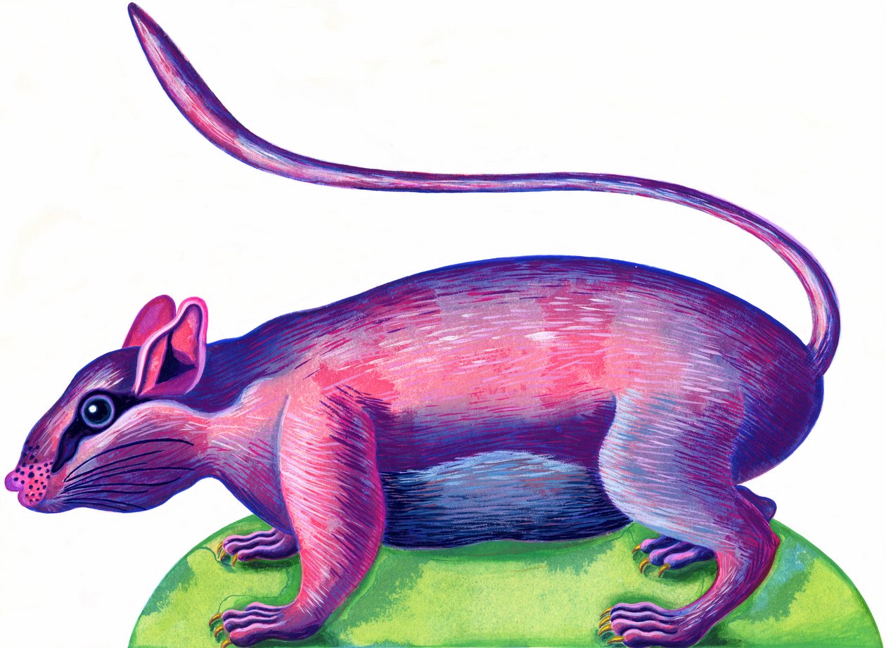Rotte, 1996, (blæk og gouache) af Jane Tattersfield