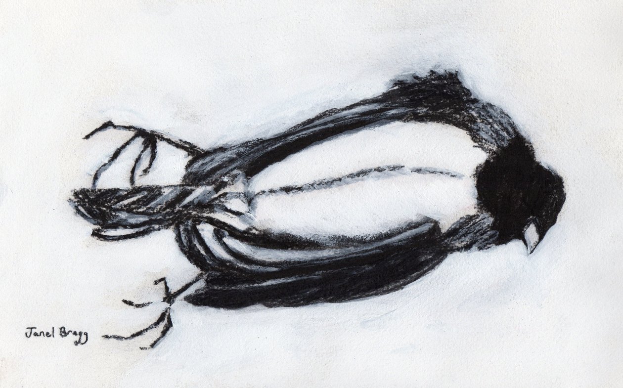 Dead Bird by my Stairwell, ca. 2018 (kul og gesso på papir) af Janel Bragg
