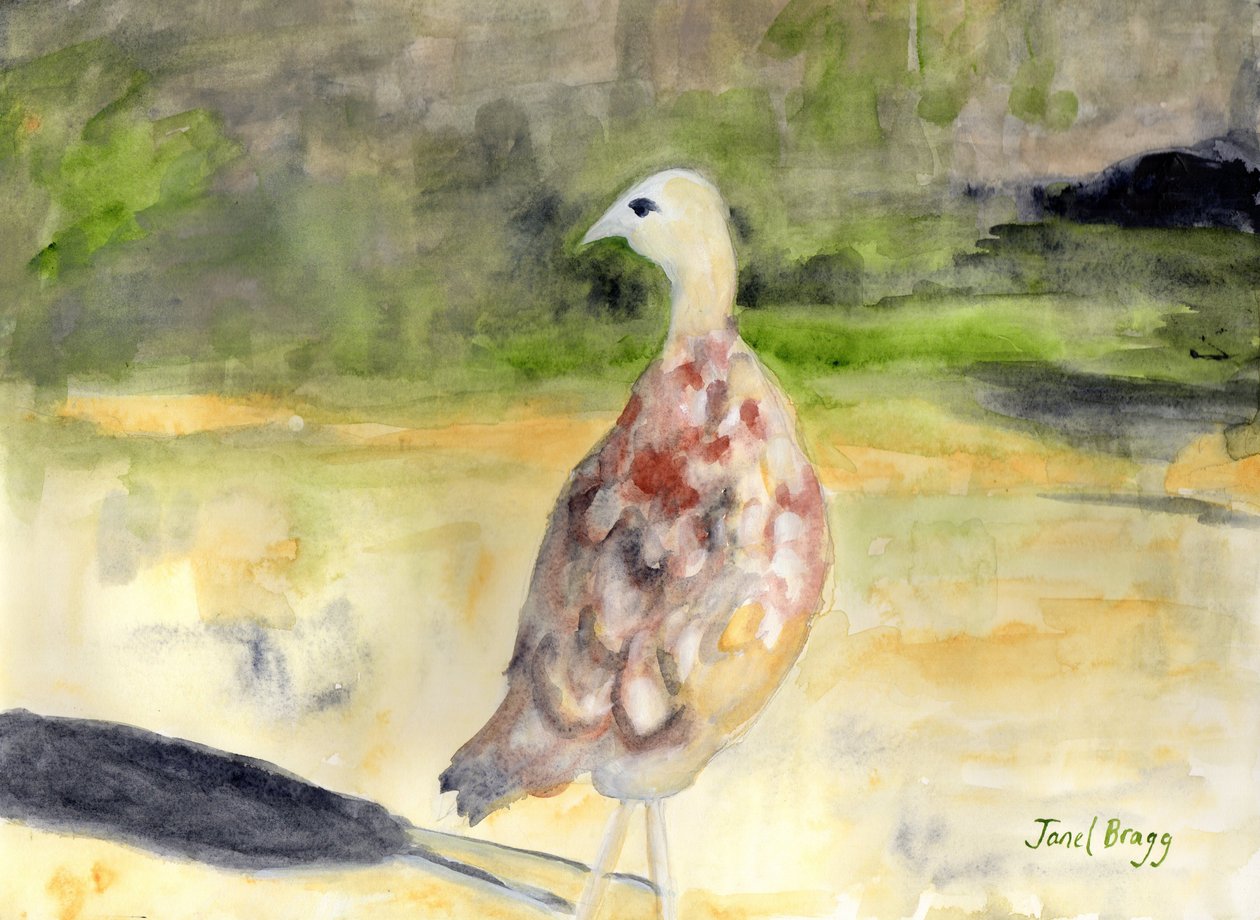 Female Pheasant, ca. 2016 (akvarel og kasein på papir) af Janel Bragg