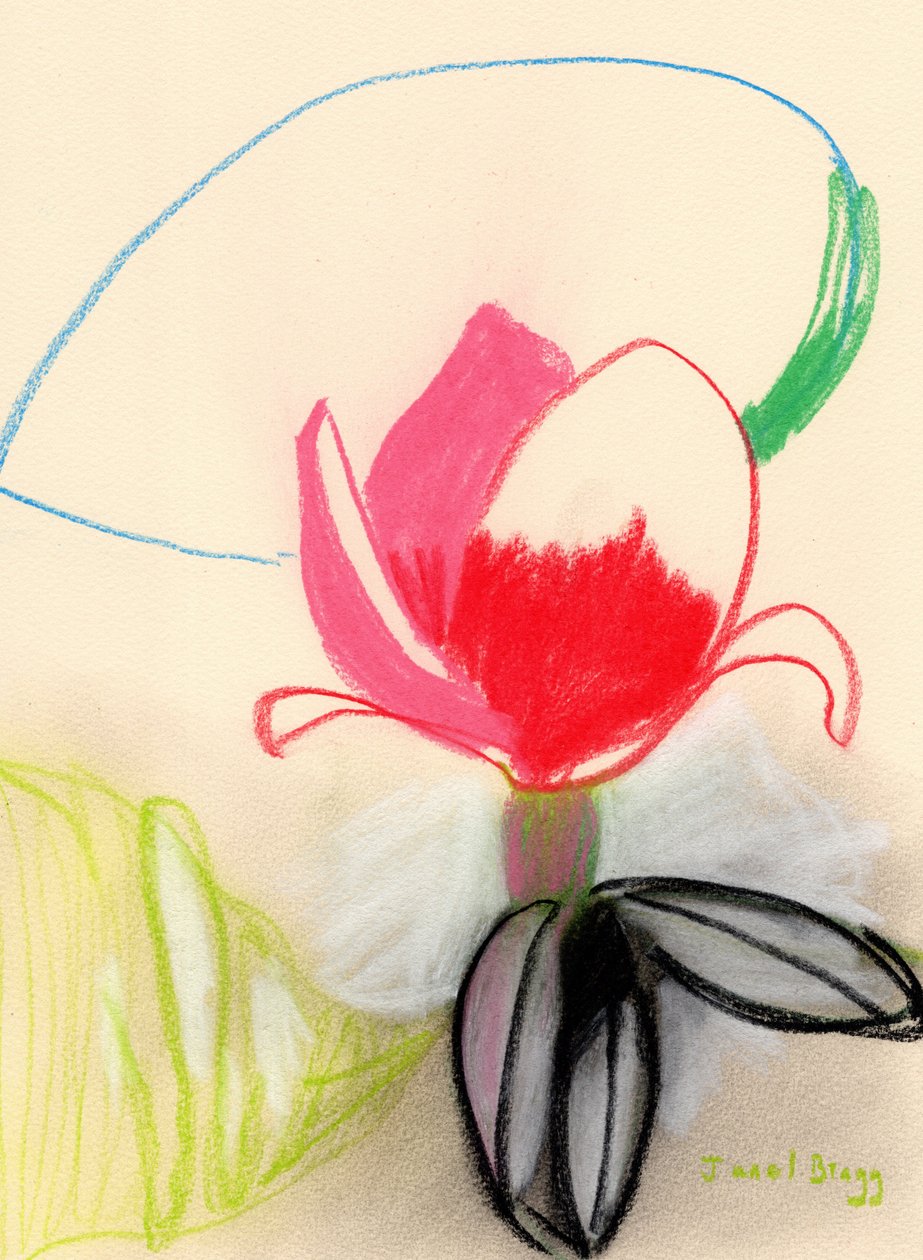 Magnolia in Colour, ca. 2021 (pastel på papir) af Janel Bragg