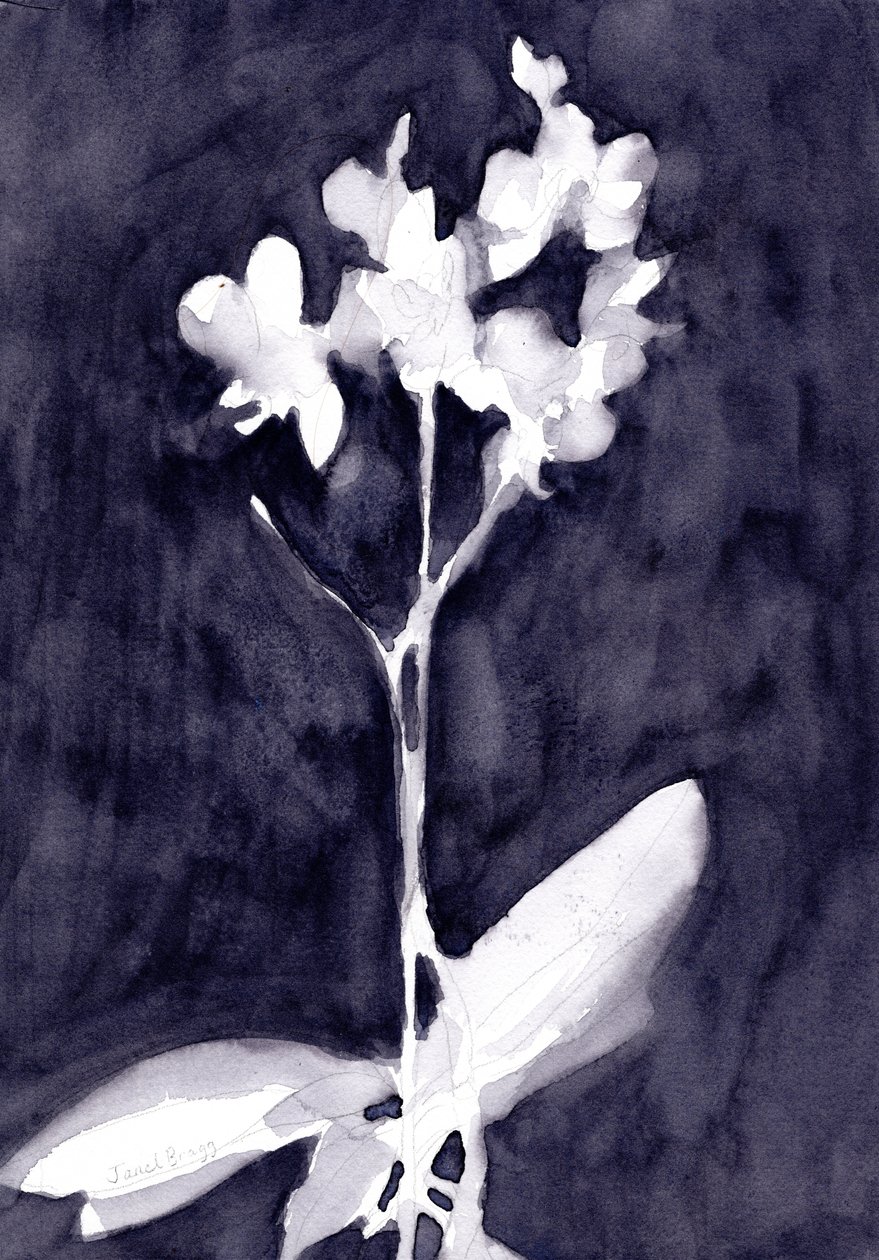 Orchid Impression in Dark Blue Gray, ca. 2019 (akvarel på papir) af Janel Bragg