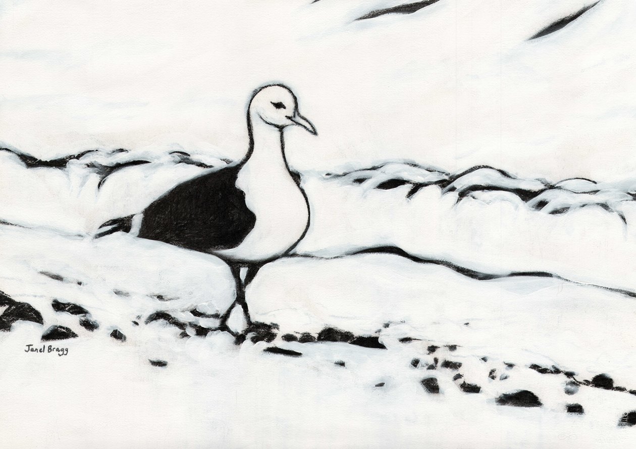 Måge fra Washington Park, ca. 2017 (kul og gesso på papir) af Janel Bragg