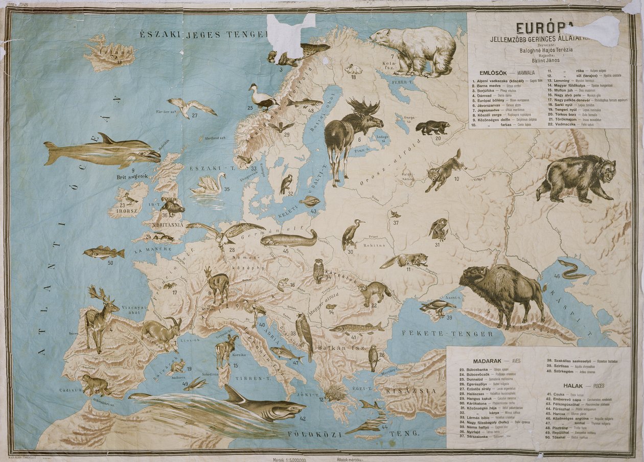 Kort over dyr i Europa, (farvegravering) af Janos Balint