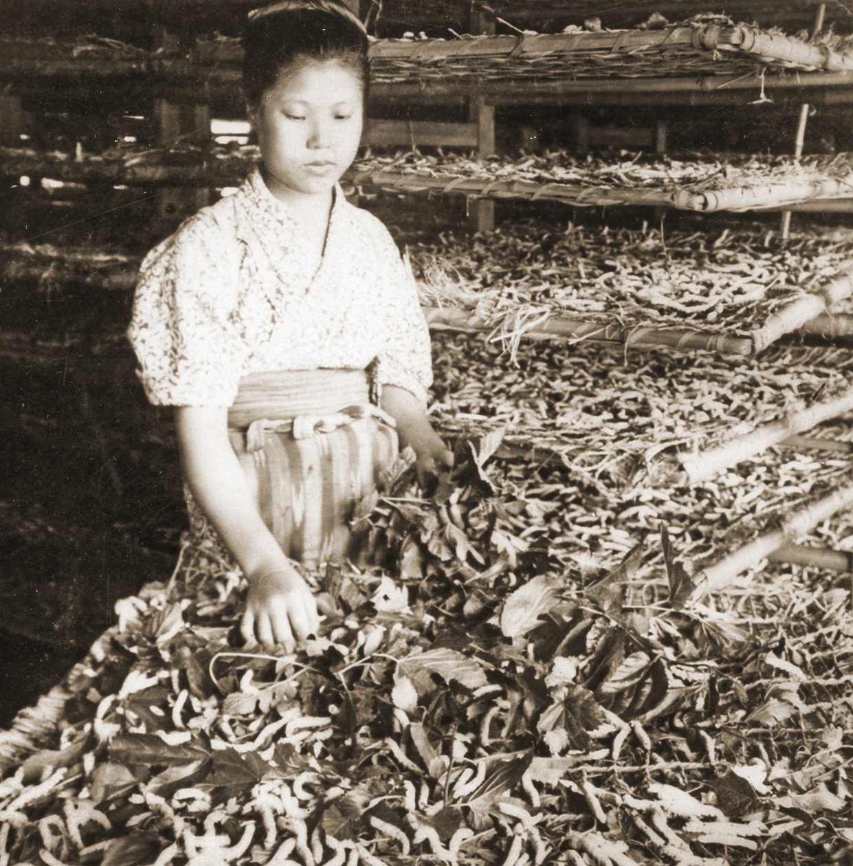 Fodre de unge silkeorme med morbærblade, ca. 1900 (albumin foto) af Japanese Photographer