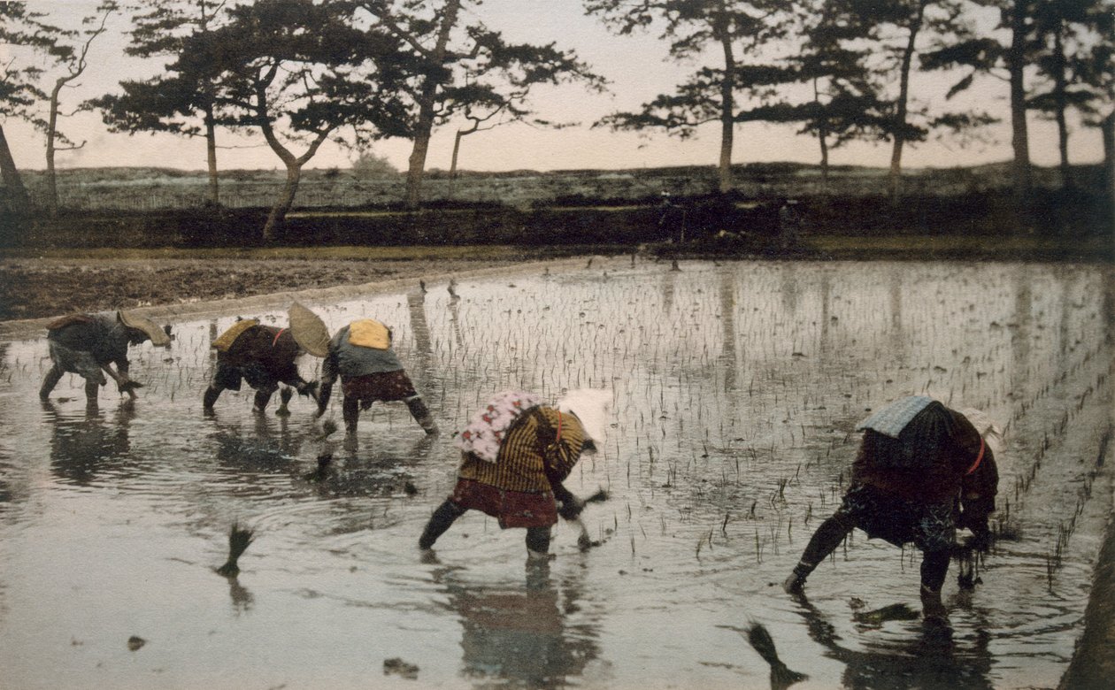 Fem bønder genplanter ris i en rismark (håndfarvet foto) af Japanese Photographer